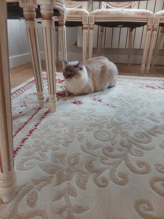 Кошка полусиамка