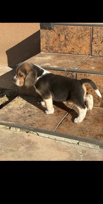 Beagle tricolor