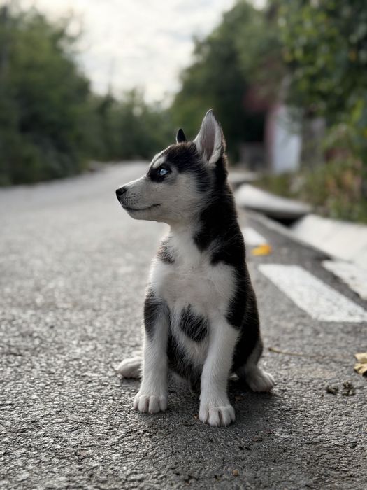 Disponibil mascul husky siberian!