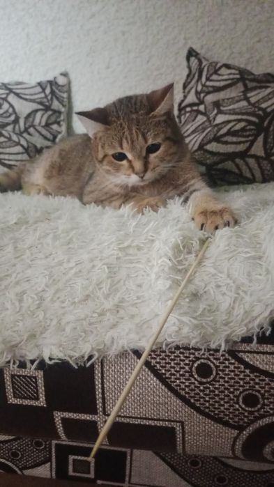 Карамелька и Пират