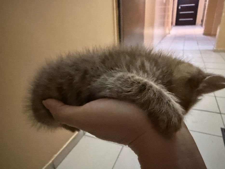 Отдам котенка в добрые руки