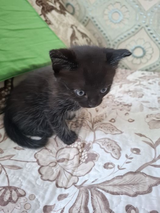 Отдам в добрые руки котика