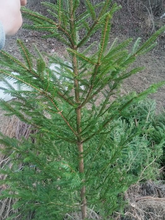 Puieti salcâm paltin plop tei pin ofertă