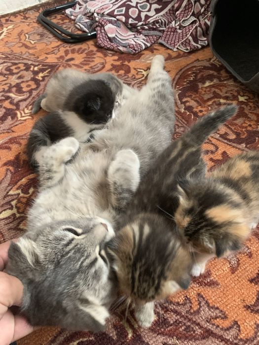 Шотландский веселуха котя