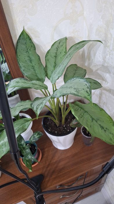 Комнатные цветы продается