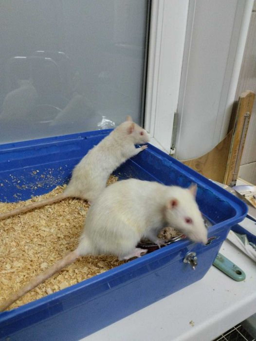 продам ручных крыс