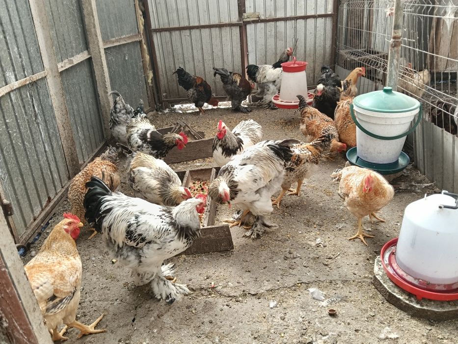 Cocoși tineri sănătoși
