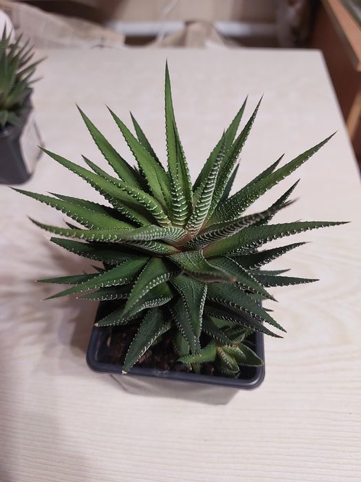 Комнатные  цветы