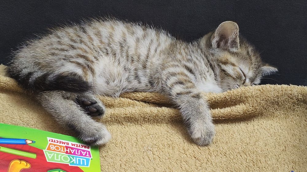 Отдам котенка девочку