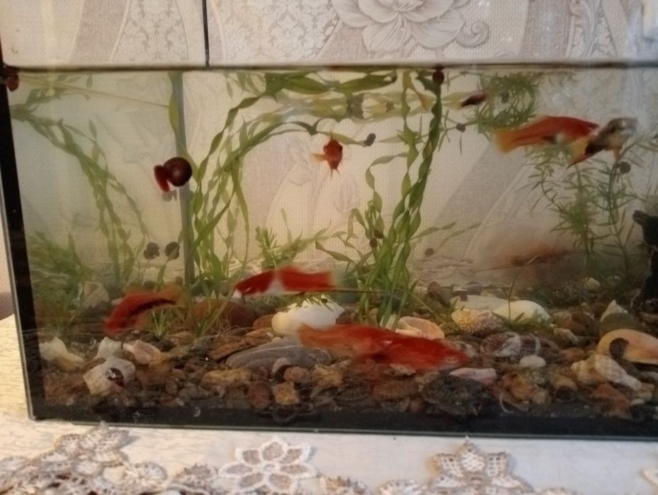 Продам аквариум с рыбками.