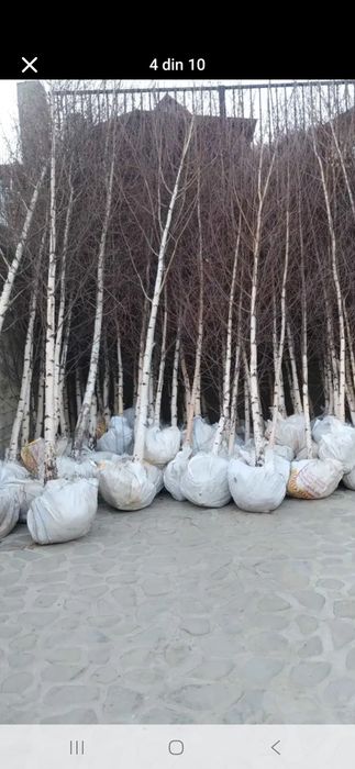 Leyladi mesteacăn tei pin platani