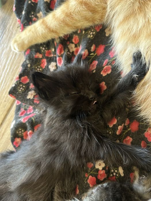 3 маленьких котенка