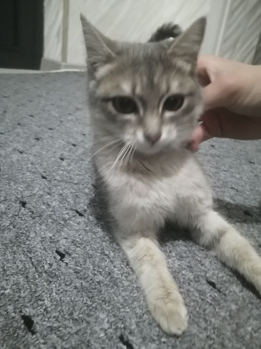 Кошка Британская шиншилла гибрид