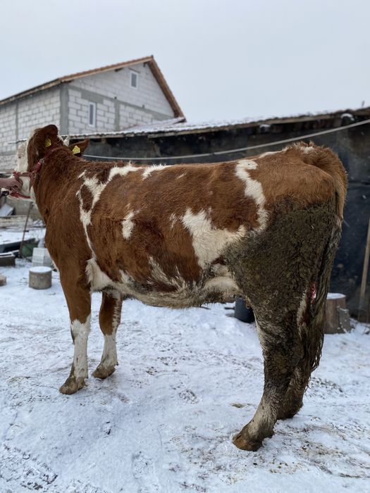 De vanzare vaca baltata romaneasca !