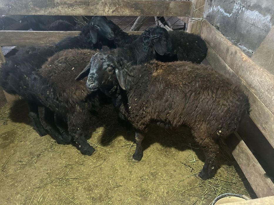 Срочно! Продаются бараны