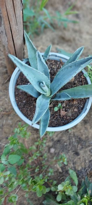Agave plante ....