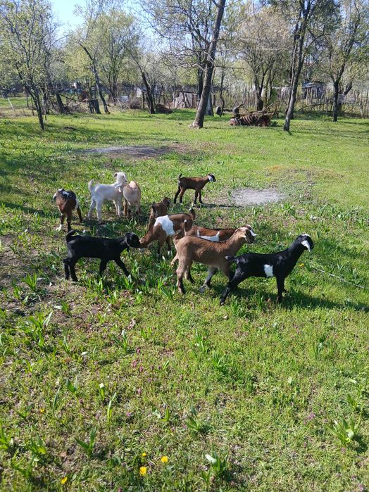 Capre, iezi și țap anglo-nubian....