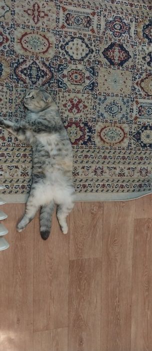Отдам кошку шотладскую