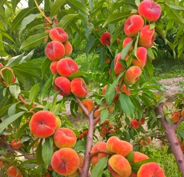 Мевали дарахтлар кучатлари