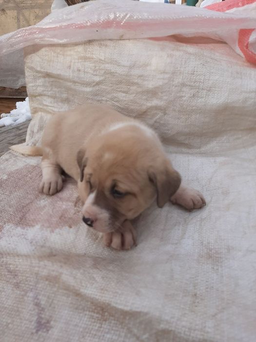 Отдадим собачек в добрые руки