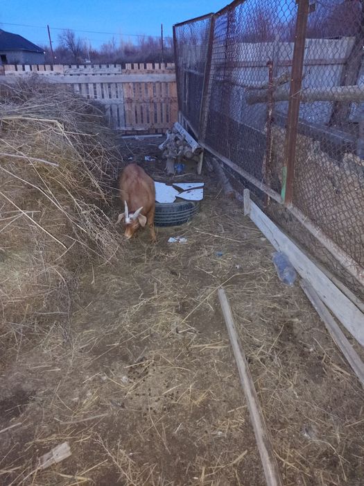 Теке лактар сатылады.