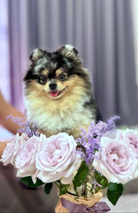 Померанский шпиц.Уступка 300$ только до 1 января!!!