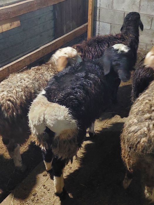 Продам бараны (токты) қой