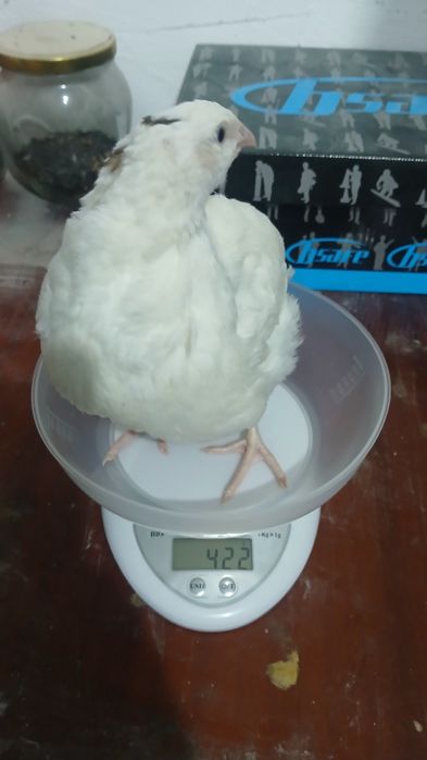 Prepelite polare gigant xxl