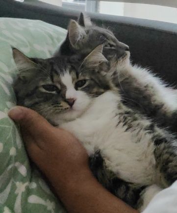 Пропал кот в мкр бирлик