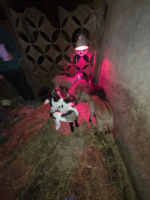 Tapi Iezi din capre anglonubian de vanzare