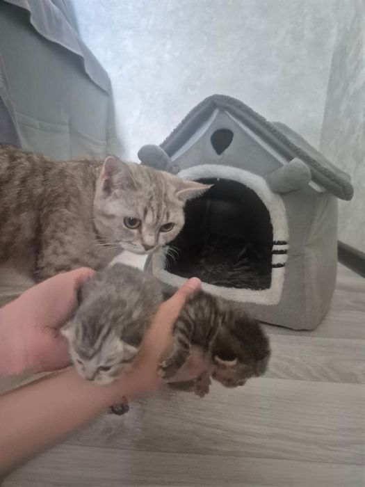 Британцы, 1.5 месяца