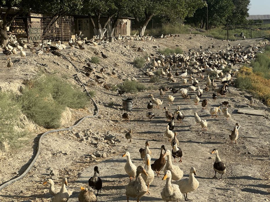 Урдак ва Гоз тухумлари сотилади