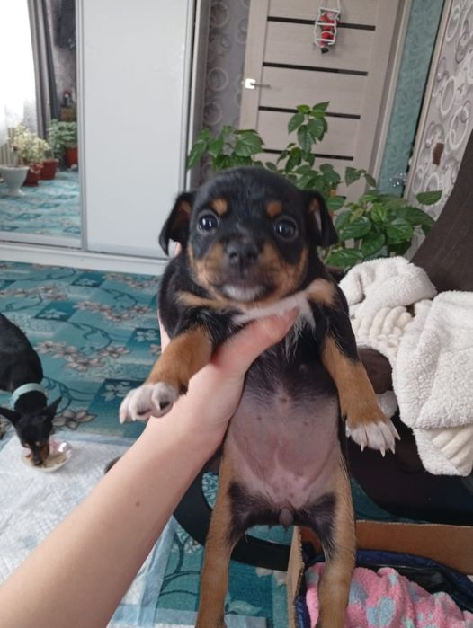 Продам 3 щенят девочек