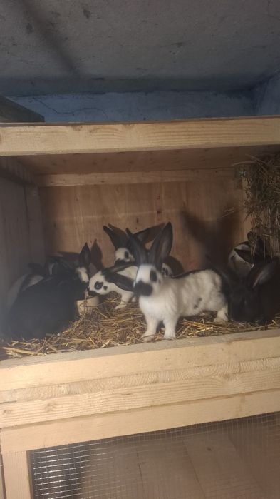 Tineret Fluture German Pestrit