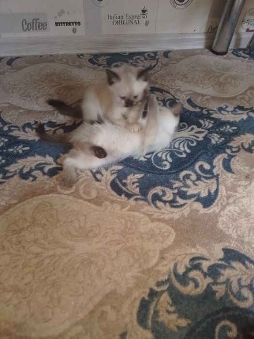 Отдам котят в добрые руки
