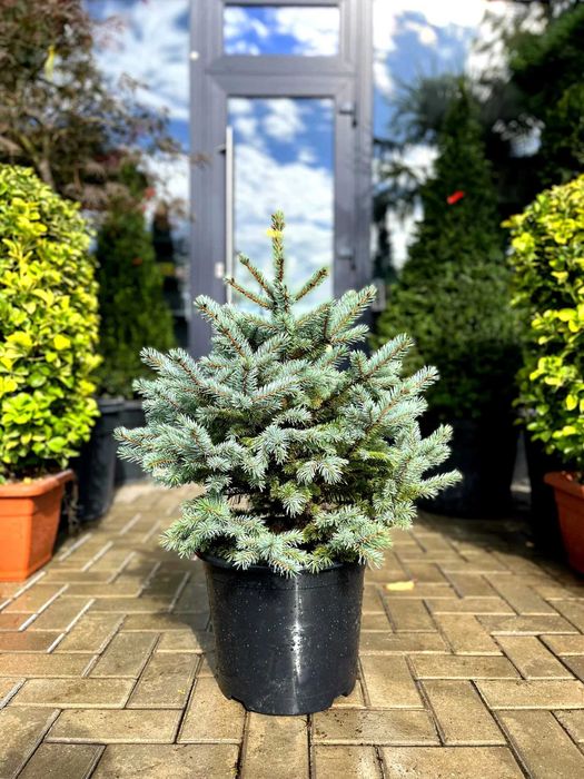 Продам саженцы  сеянцы голубая ель липа береза дуб рябина сосна