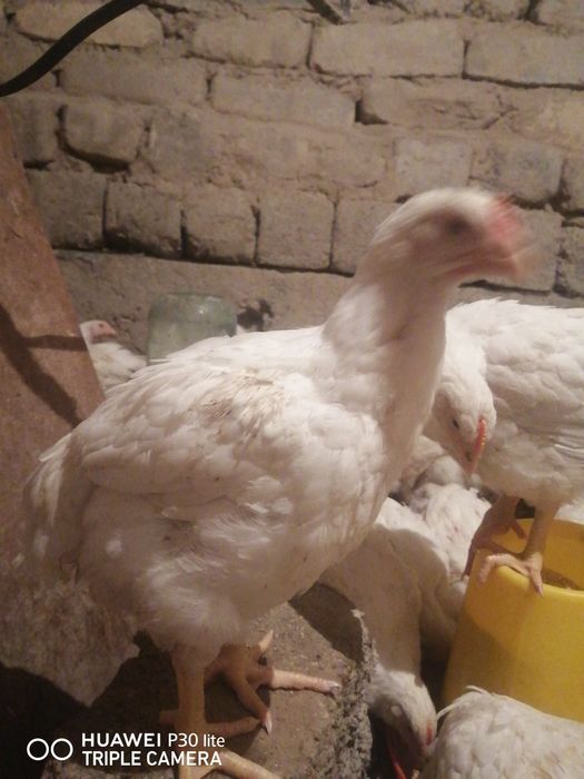 Жалаңаш қыздардың порно фотолары аяқталады