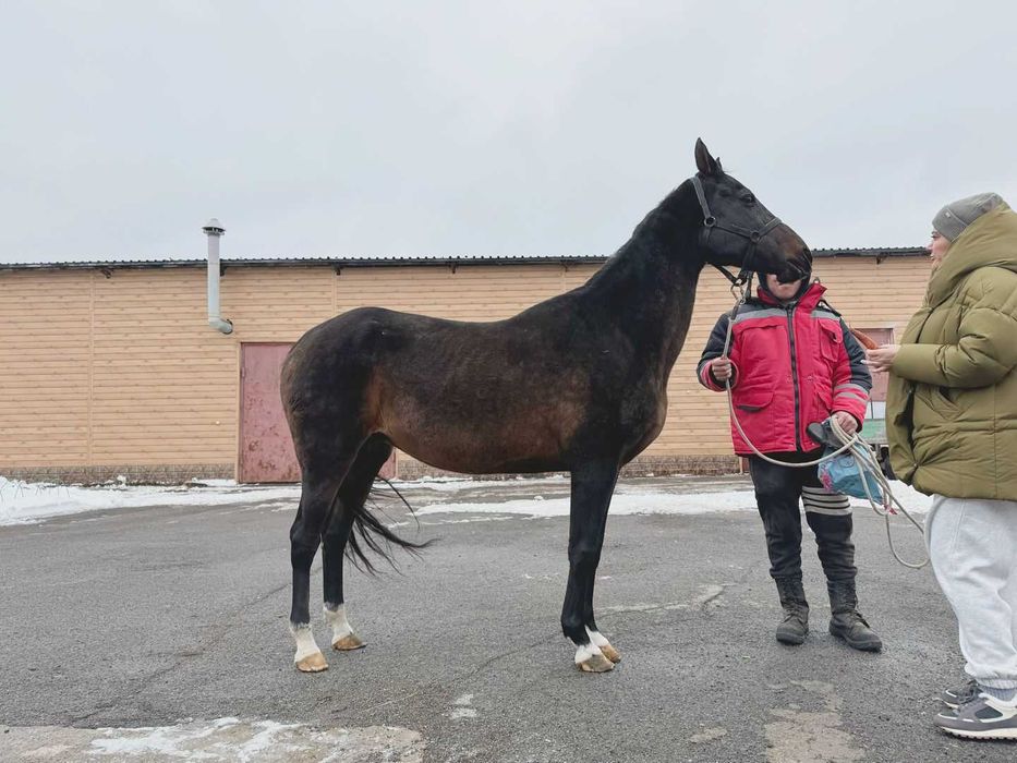 Продаётся лошадь