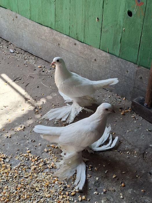 Голуби, молодые белые тасманы