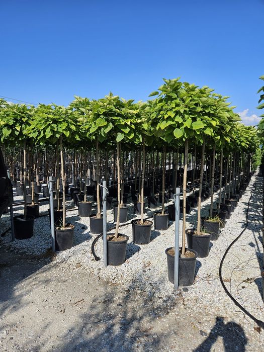 Catalpa globulară toate dimensiunile Transport gratuit