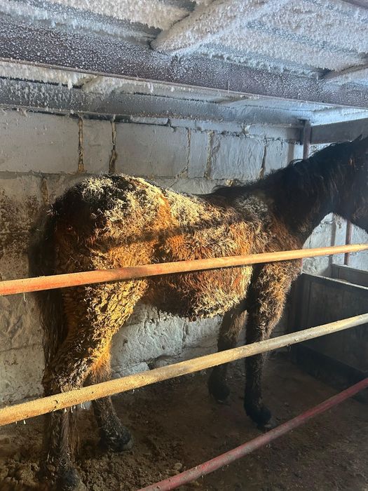 Тай құнан шығар айғыр