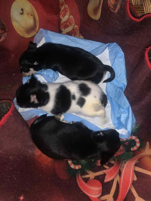 Чихуахуа 3 момчета