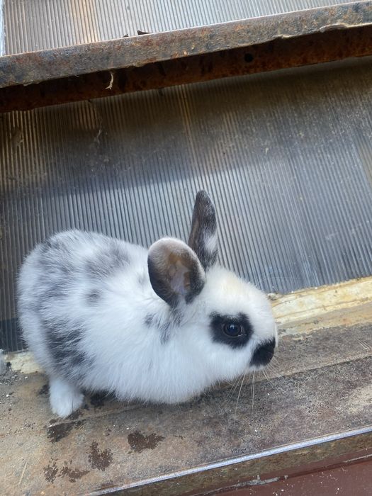 De vanzare pui de iepura pitic