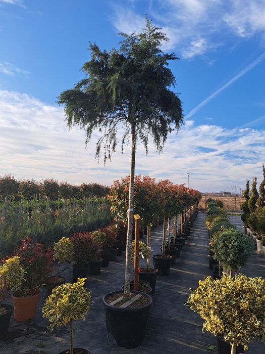 Mesteacan Tei Frasin Stejar Catalpa Liliac etc