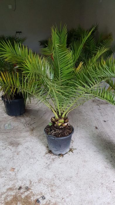Vând palmier Phoenix