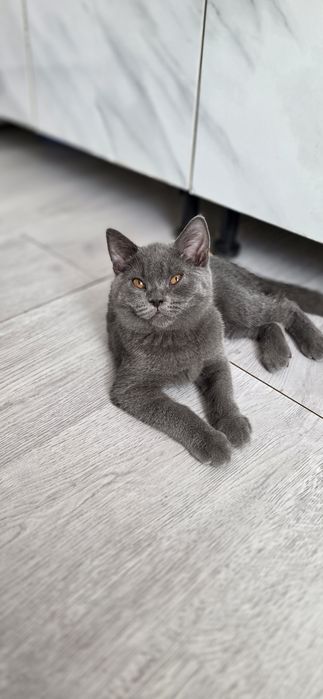 Продаются котята скитиш страйт