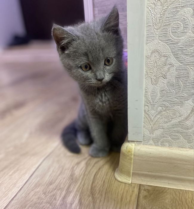 Продам котенка , 2 месяца