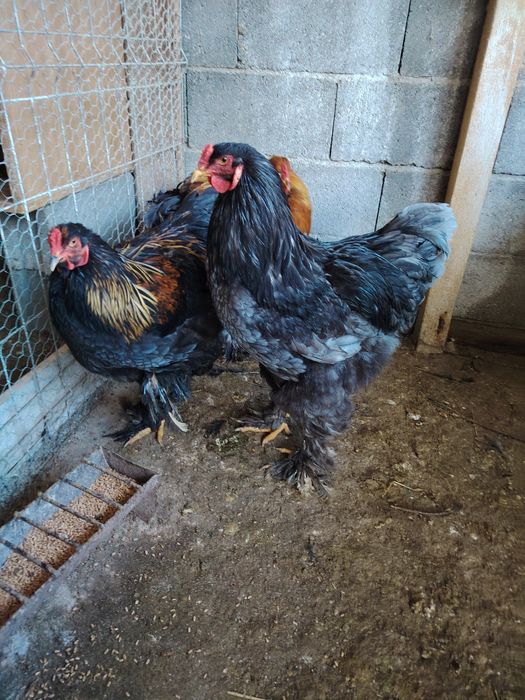 Cocoșii cochinchina