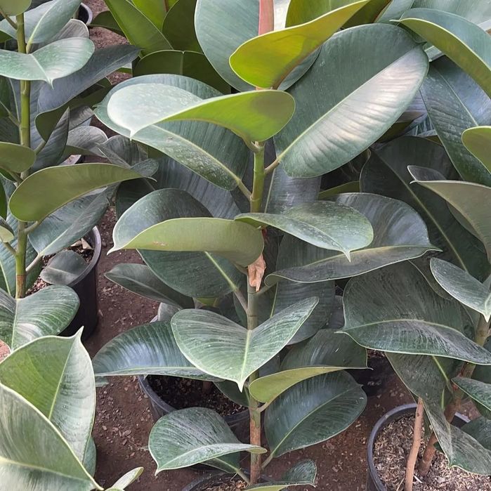 Бөлме гүлдері теплицадан тікелей