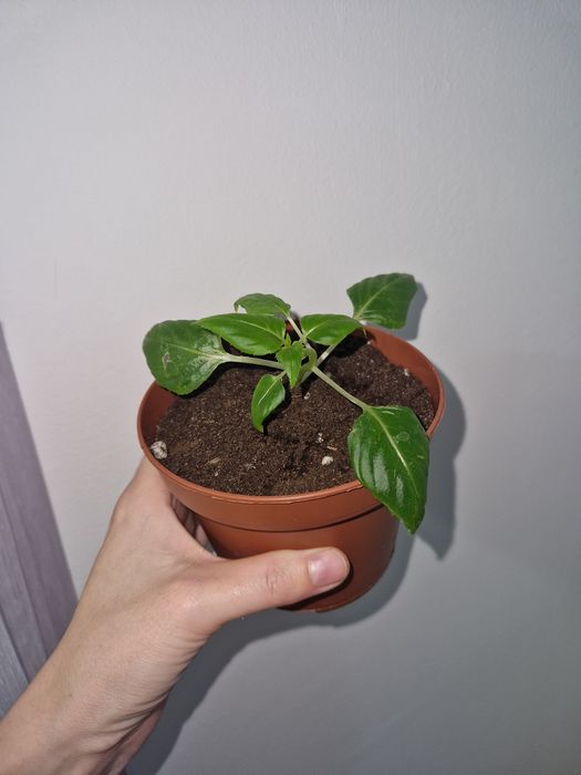 Бальзамин ванька, комнатные цветы